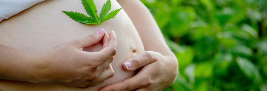 cannabidiol femme enceinte